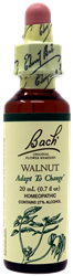 Walnut
