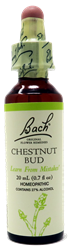 Chestnut Bud
